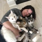 maine-coon-cats-for-sale